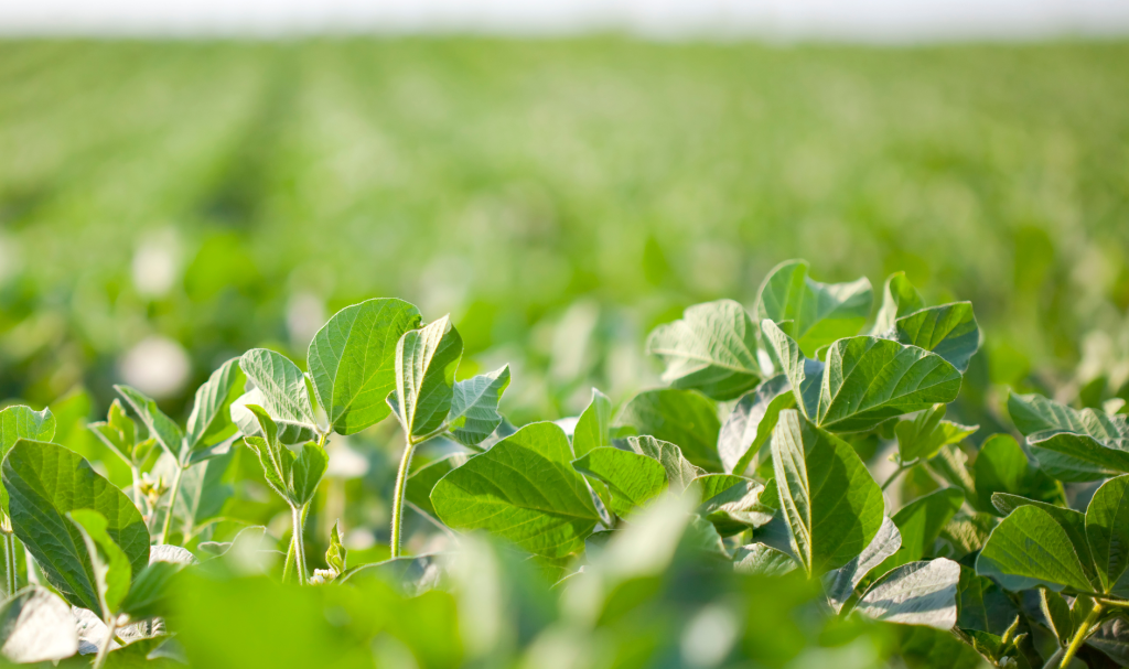 El cultivo de legumbres es sostenible